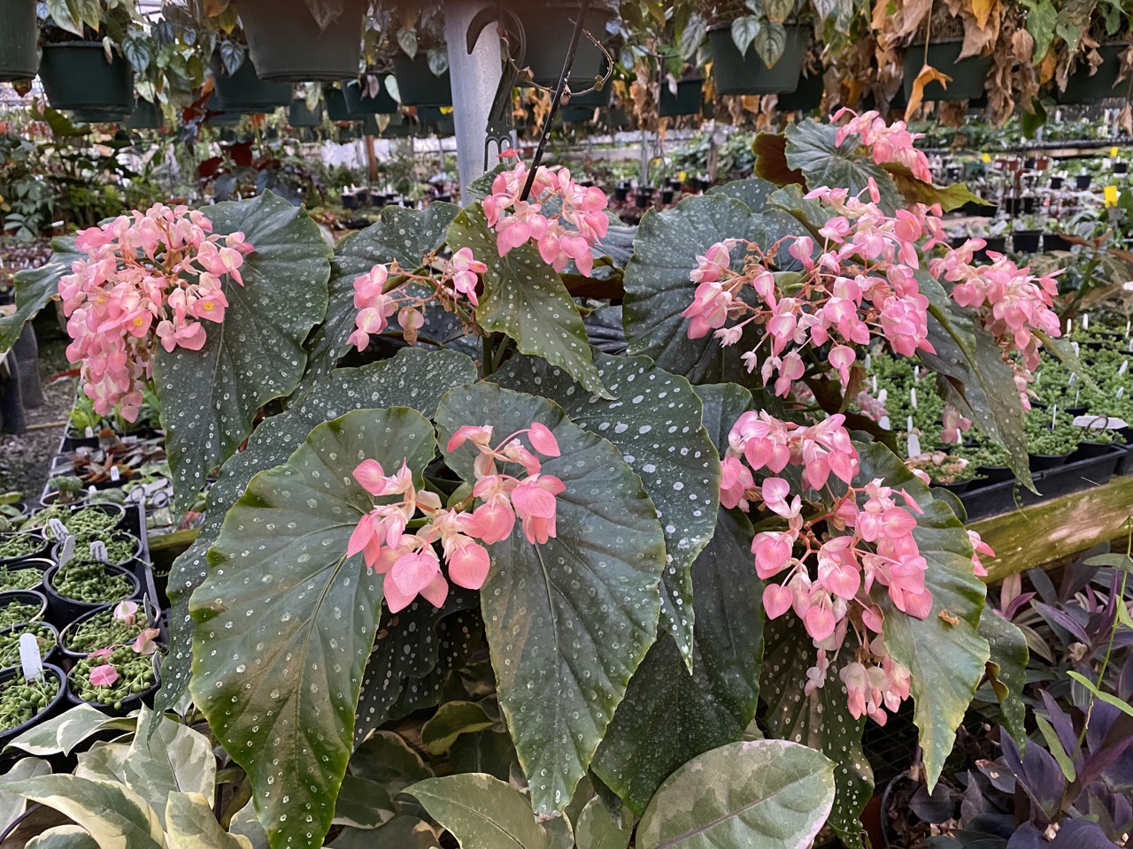 B. ‘Steve's Leaves Essence de Rose’